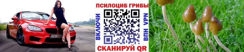 где можно купить наркотик  Муром  Псилоцибиновые грибы Magic Shrooms 